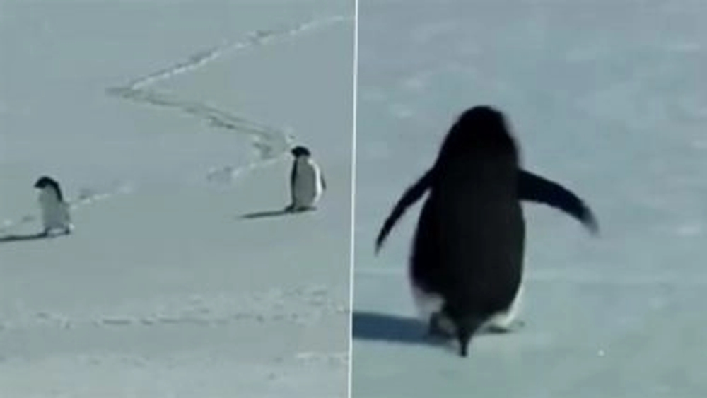 img of The Penguin That Walked Toward the Mountains